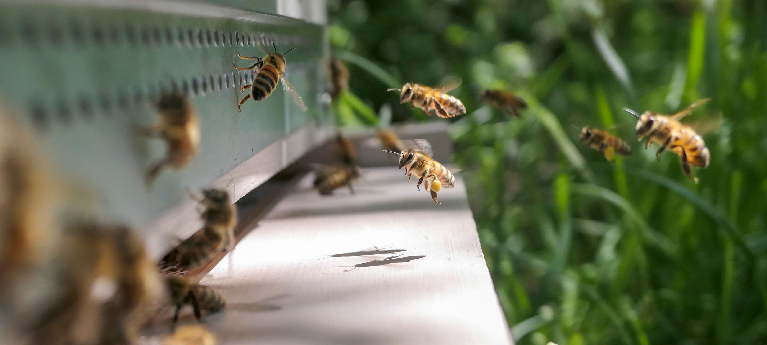 Hive intelligence concept visual